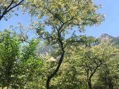 -泰山风景名胜区