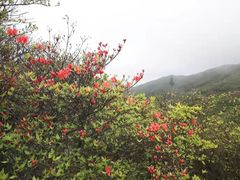 -大围山国家森林公园