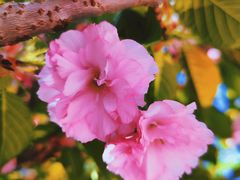 -长白岛森林公园