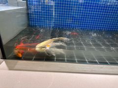 -烟火鱼乡(京华城店)