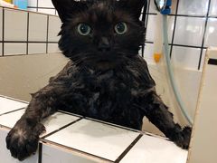 -熊小胖宠物生活馆(天华园店)