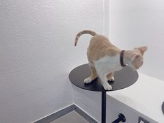 -琪喵猫屋·撸猫猫咖·猫舍