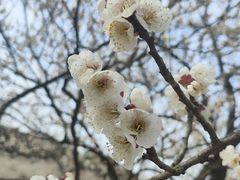 -香雪海