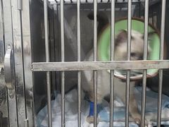 -米苏动物医院·犬猫专科·骨科外科内窥镜