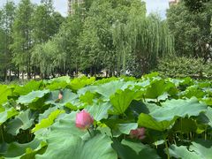-陈家山荷花公园