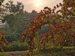 -福田红树林生态公园