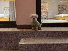 -瑞派宠物医院·犬猫全科·猫友好(宾水西道店)