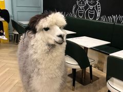 -安格丽娜·狗咖·猫咖羊驼咖(春熙路百盛商场店)
