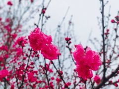 -顾村公园