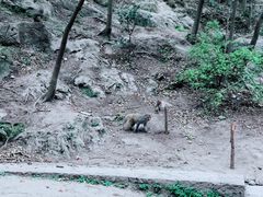 -黔灵山公园