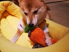 -逗柴咖啡屋·狗咖猫咖宠物桌游