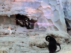 -帝企鹅自助餐厅•儿童岛•真企鹅(长隆企鹅酒店)