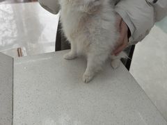 -爱宠有家宠物医院(彩虹桥总店)