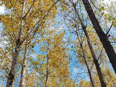 -林间山庄