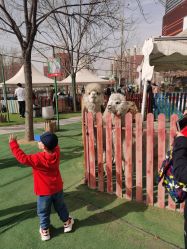 -萌宠亲子动物乐园(槐房万达店)