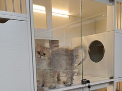-十月米努特矮脚猫舍