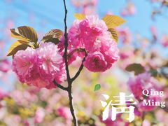 -高东镇樱花园