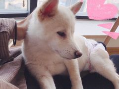 -柴犬小屋·柴餐厅·狗咖食堂(金鼎广场店)