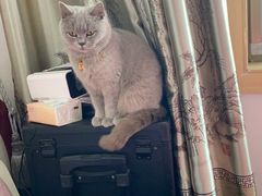 -佐罗家宠物馆·猫文化馆(紫霞路店)