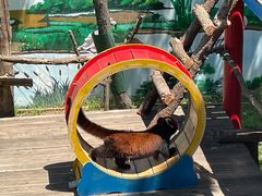 -西霞口神雕山野生动物世界