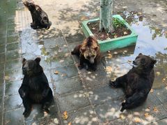 -西霞口神雕山野生动物世界