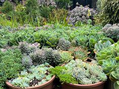 -山菌美食苑(振兴路店)