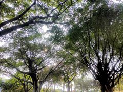 -东莞植物园