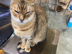 -more than meow吴止猫主题餐厅(承德 中船汇店)