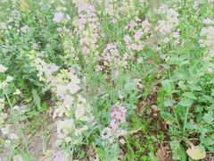 -武汉紫薇都市田园