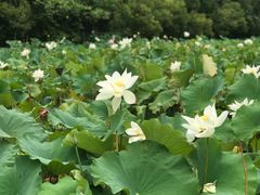 -贵阳市花溪国家城市湿地公园