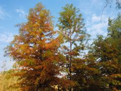 -溱湖国家湿地公园