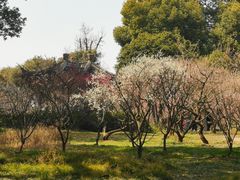 -无锡梅园公园