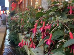 -华冠悠岚·庭院餐厅(青城后山店)