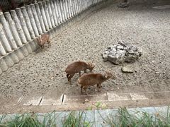 -成都动物园