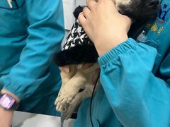 -pd派德宠物中心医院24H急重症·眼科中心·血液透析中心(嵩山北路店)