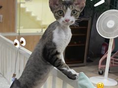 -十年猫舍·猫咪专门店(普陀店)