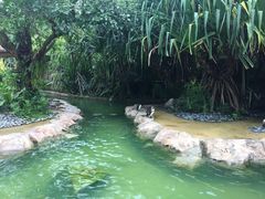 -新加坡飞禽公园
