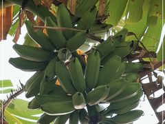-云溪植物园