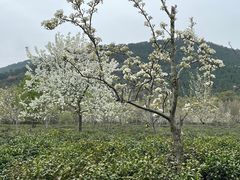 -苏州环秀晓筑养生度假村