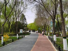 -大兴滨河森林公园