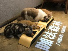 -咖法森林·咖啡  酒吧(天河店)