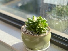 -双季花艺园艺市场(浦东店)