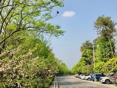 -铁山坪森林公园