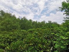 -大亚湾红树林城市湿地公园