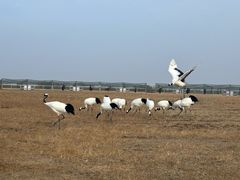 -盐城丹顶鹤湿地生态旅游区