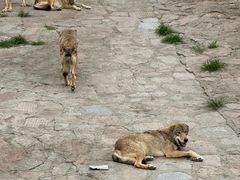 -西霞口神雕山野生动物世界