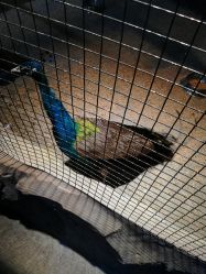 点击看大图 -酷嗒动物文化乐园(cutezoo西溪乐天城店)