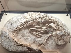 -辽宁古生物博物馆