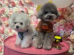 -百好乐宠物友好餐厅(朝外大街店)