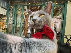 -喵屿·大理花园猫咖